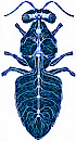 nervii albinei