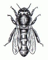lucratoare