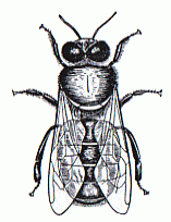 trantor