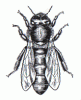 lucratoare