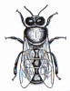 lucratoare