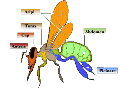 biologia albinei