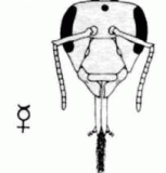 cap lucratoare