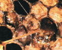 larva moarta filanta