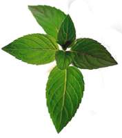 menta