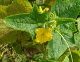floare_castravete